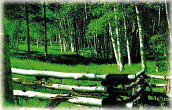 Summer Aspens on Horsefly Mesa
